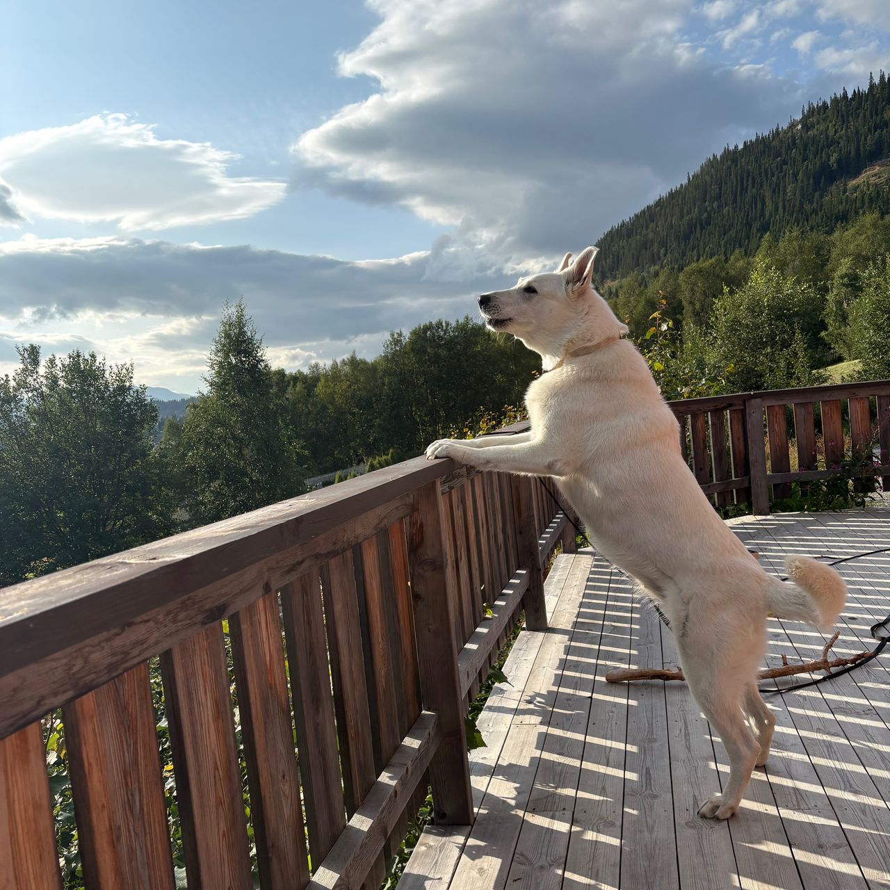 Soutěžní fotografie - Roxy,  Bílý švýcarský ovčák