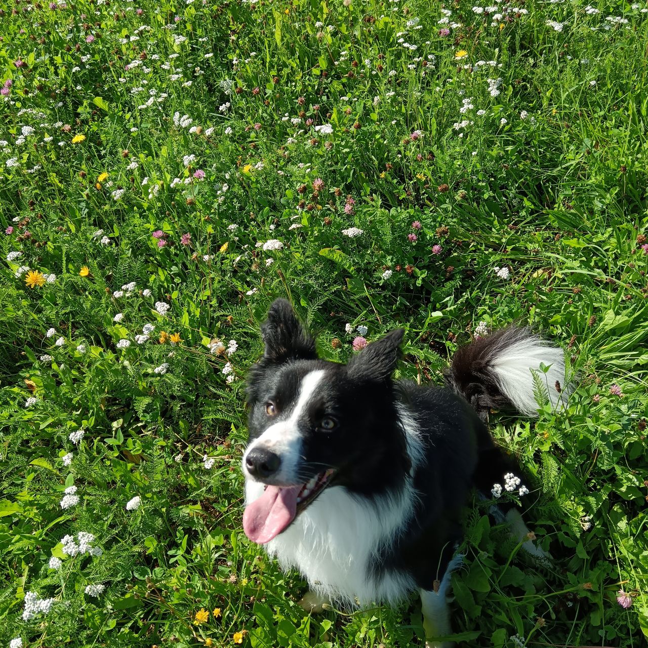 Soutěžní fotografie - Merlin,  Border kolie