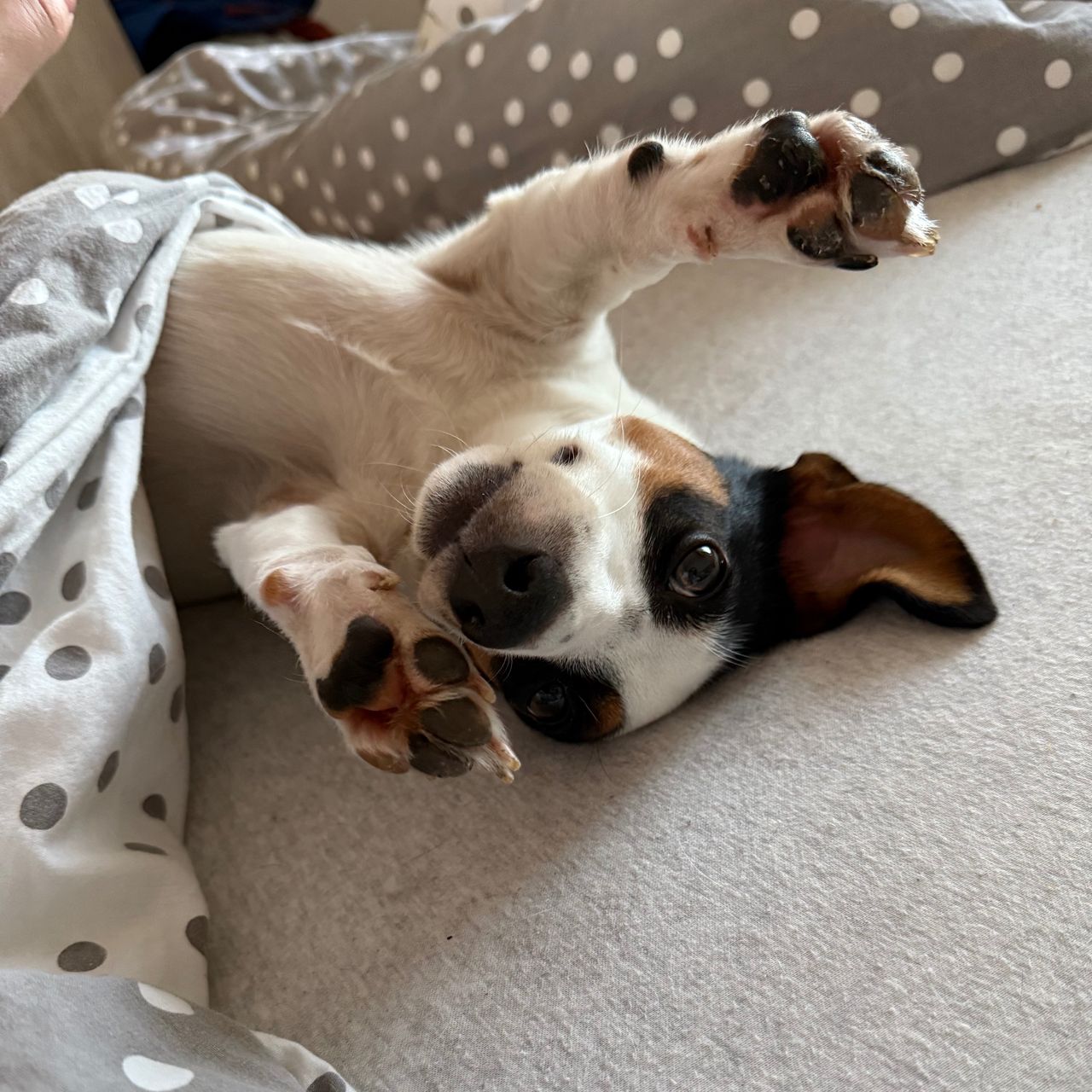 Soutěžní fotografie - Valinka,  Jack Russell Teriér