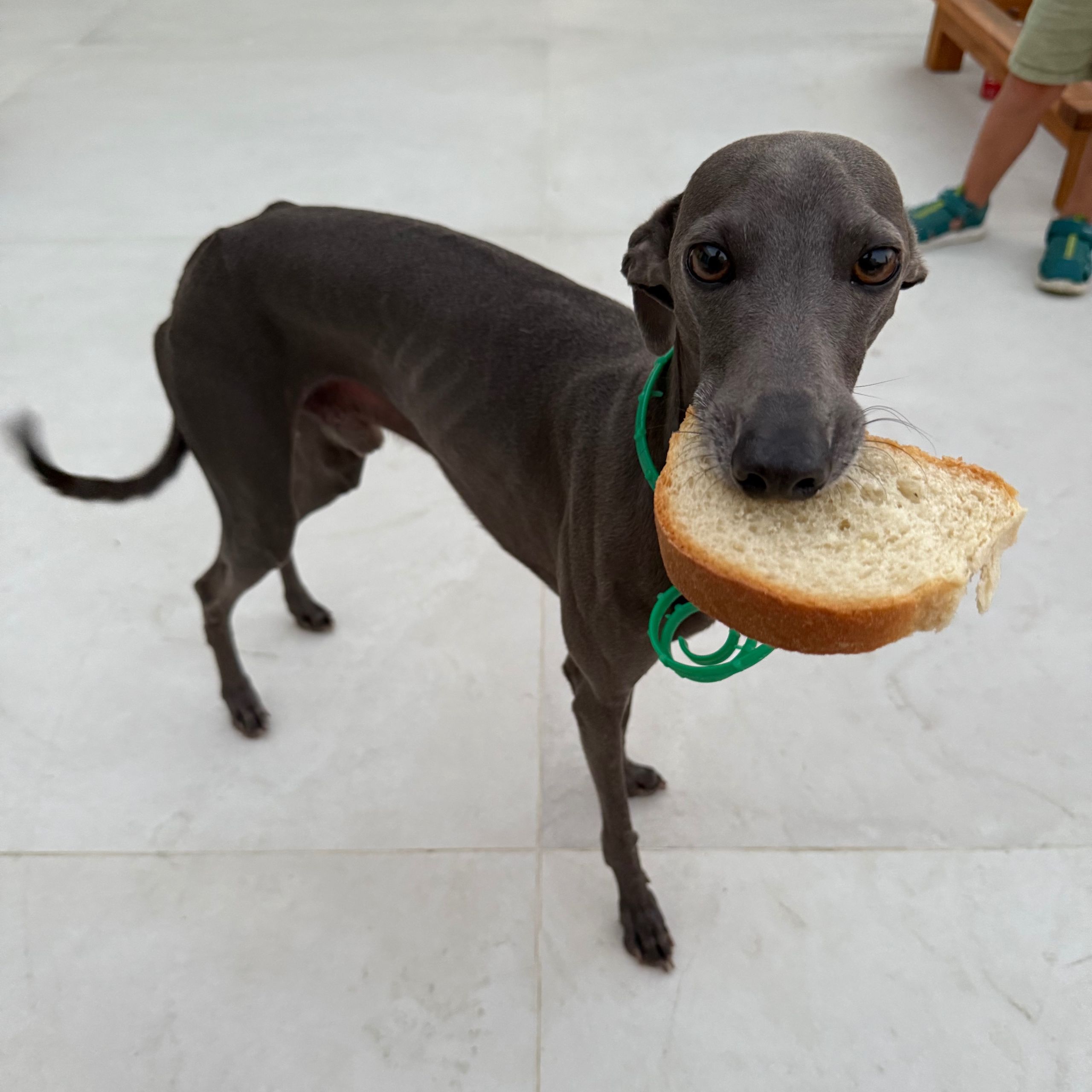 Soutěžní fotografie - Enzo,  Italský chrtík