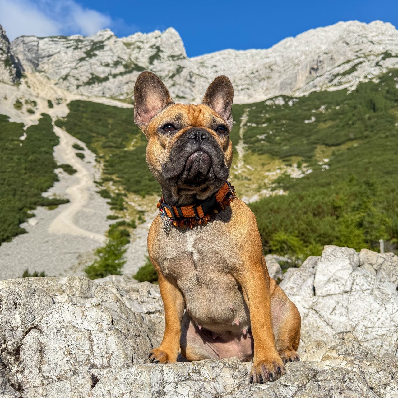 Soutěžní fotografie - Becky,  Francouzský buldoček