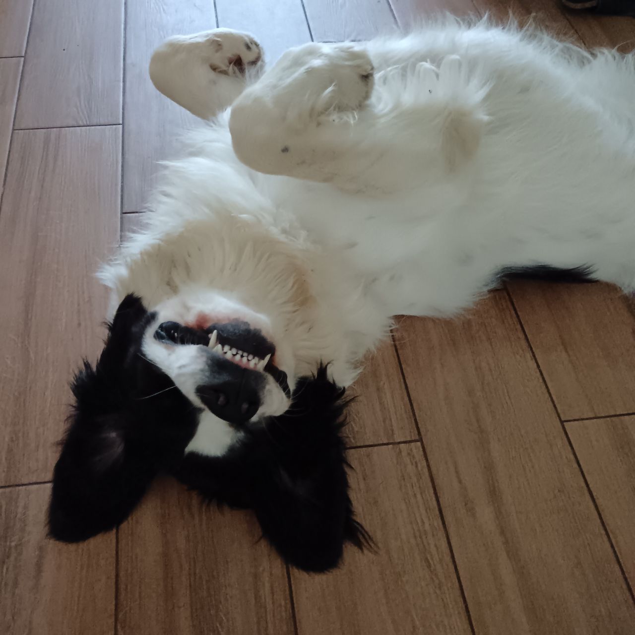 Soutěžní fotografie - Amidala,  Landseer