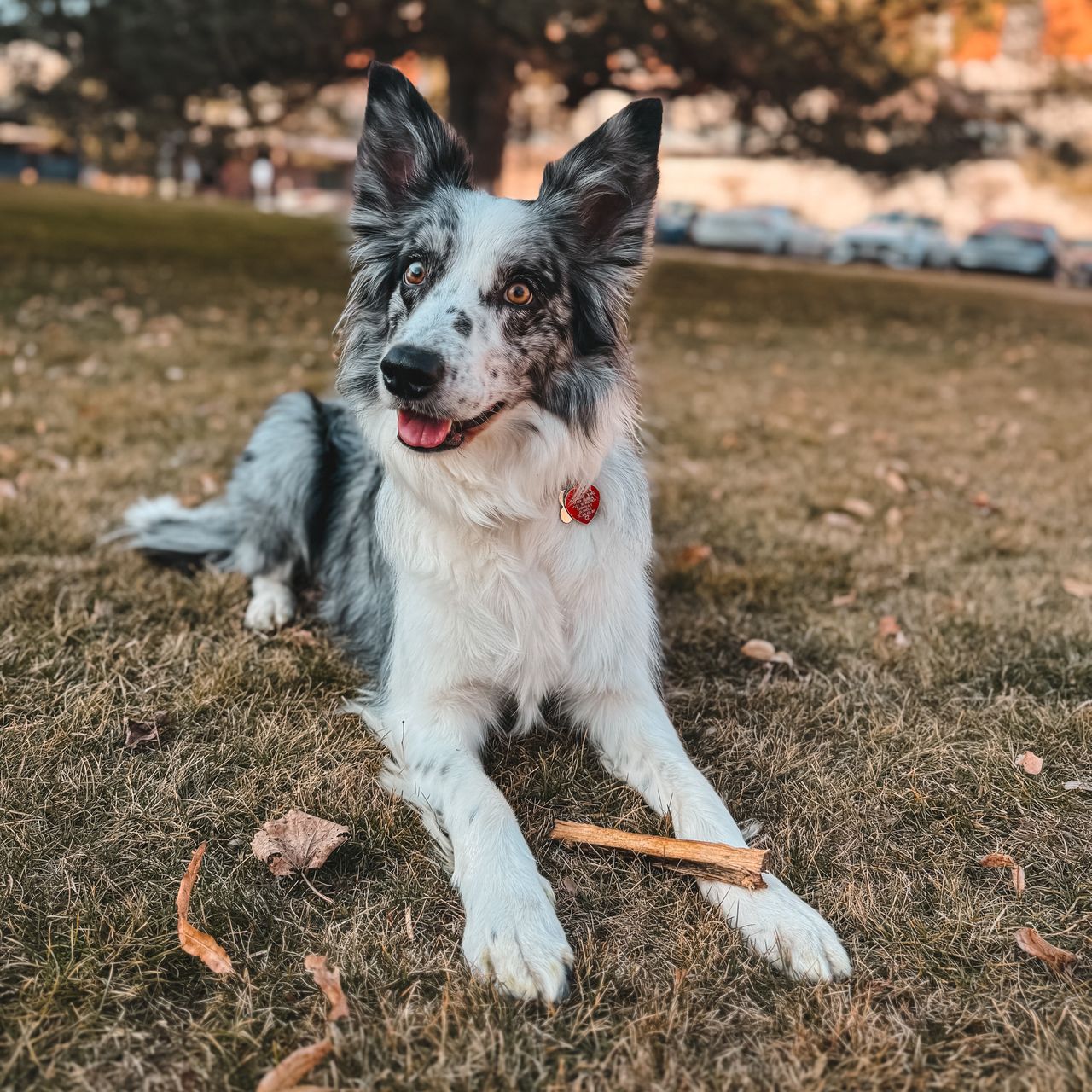 Soutěžní fotografie - Molly,  Border kolie