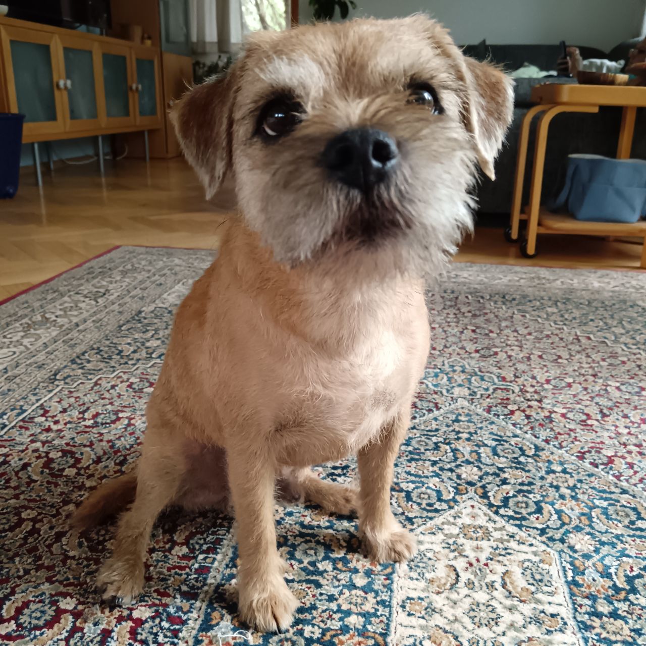 Soutěžní fotografie - Teodor,  Border terier