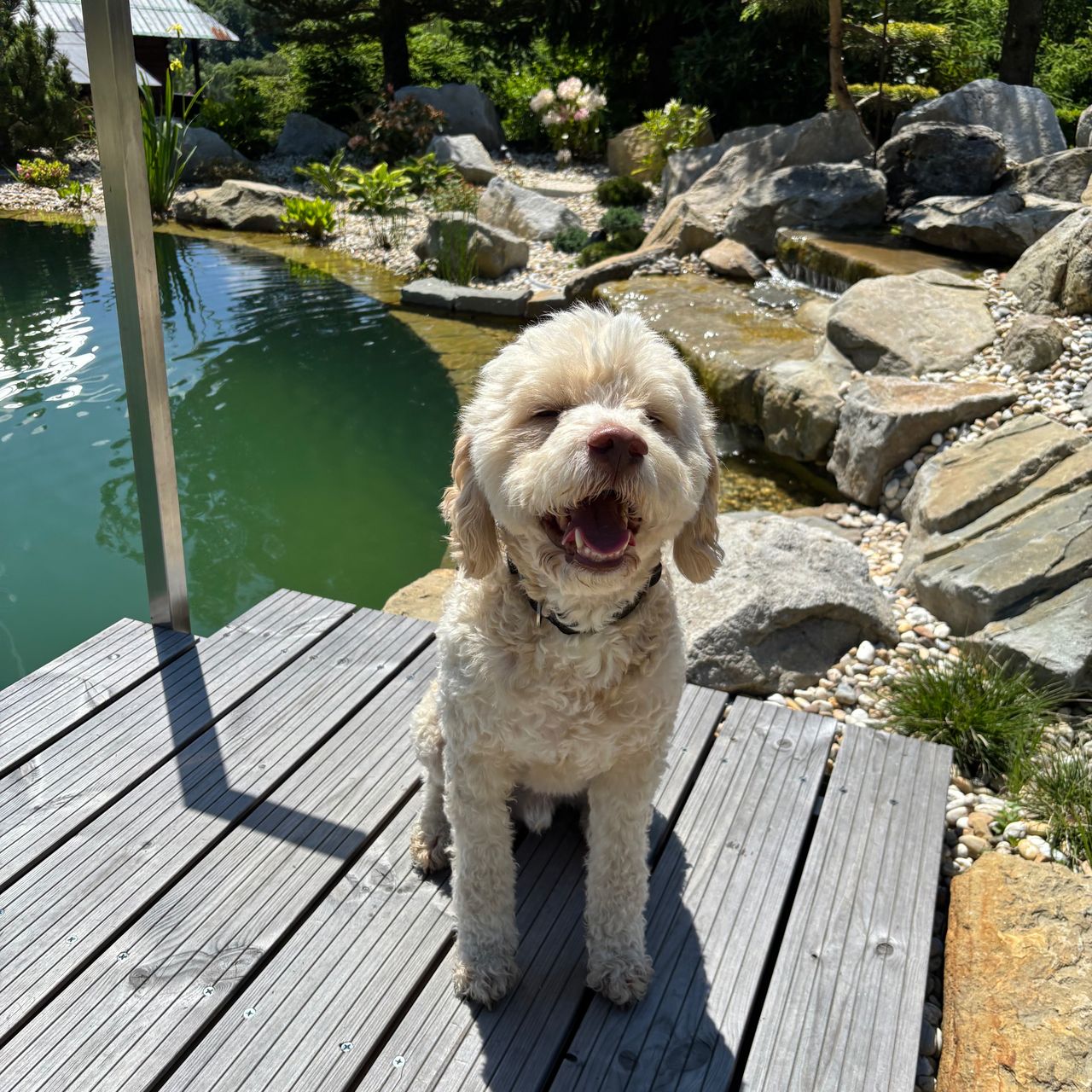 Soutěžní fotografie - Nico,  Lagotto romagnolo