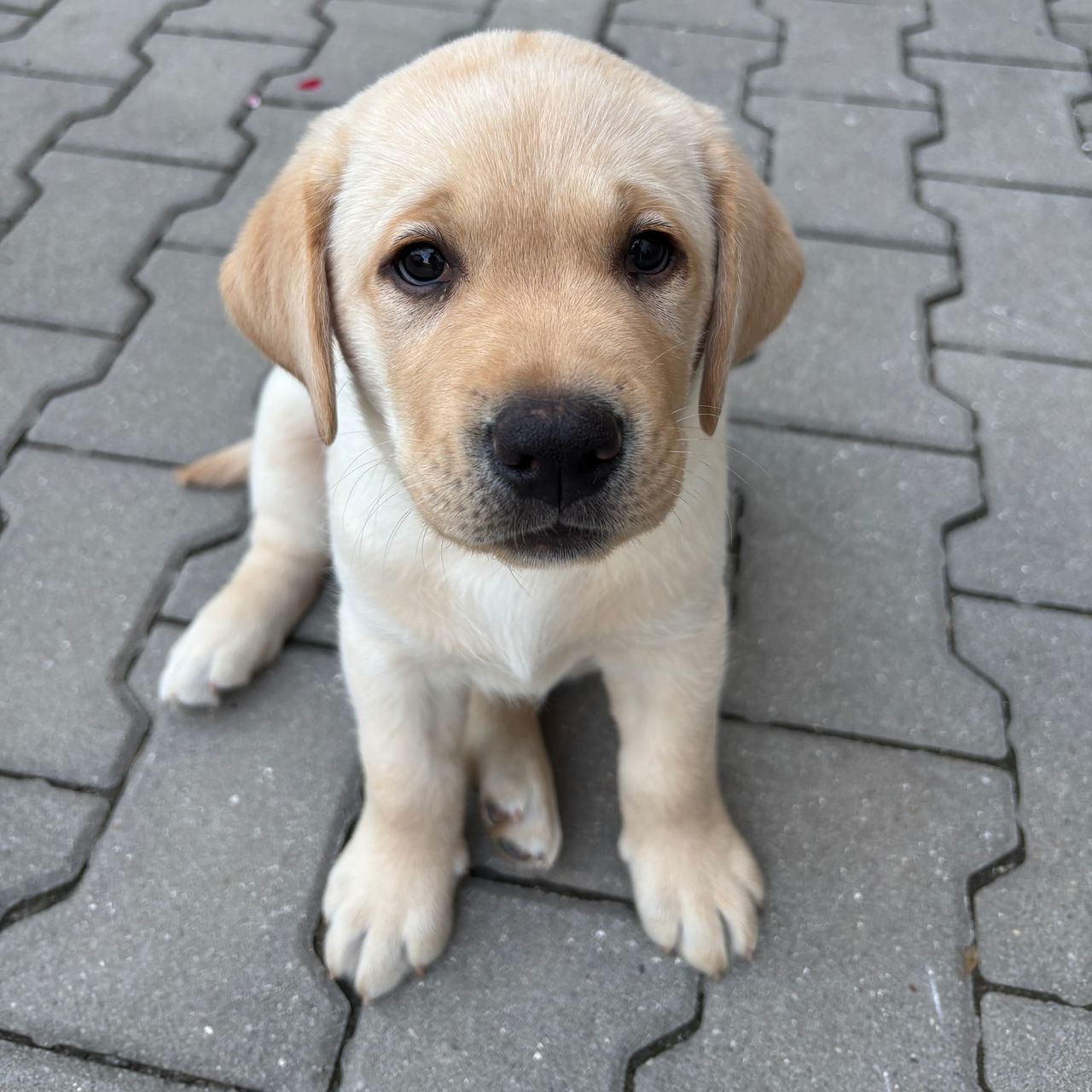 Soutěžní fotografie - Piškot,  Labradorský retriever