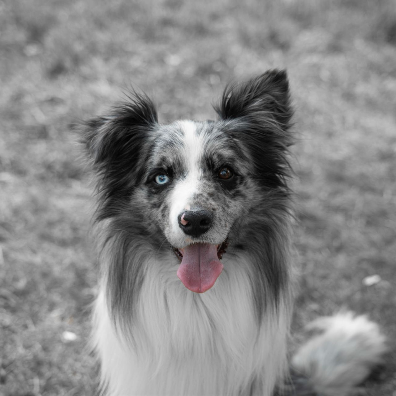 Soutěžní fotografie - Loki,  Border kolie