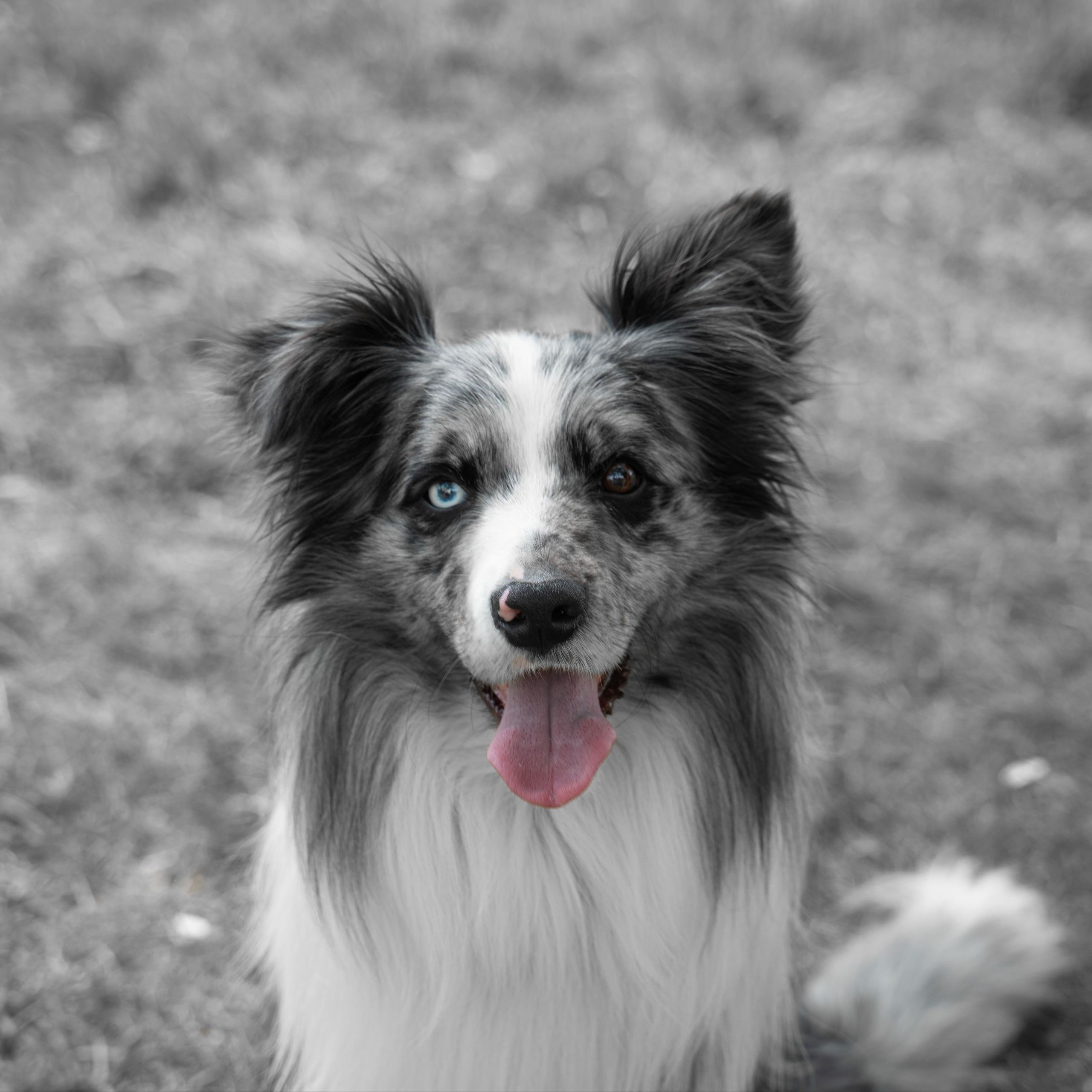 Soutěžní fotografie - Loki,  Border kolie