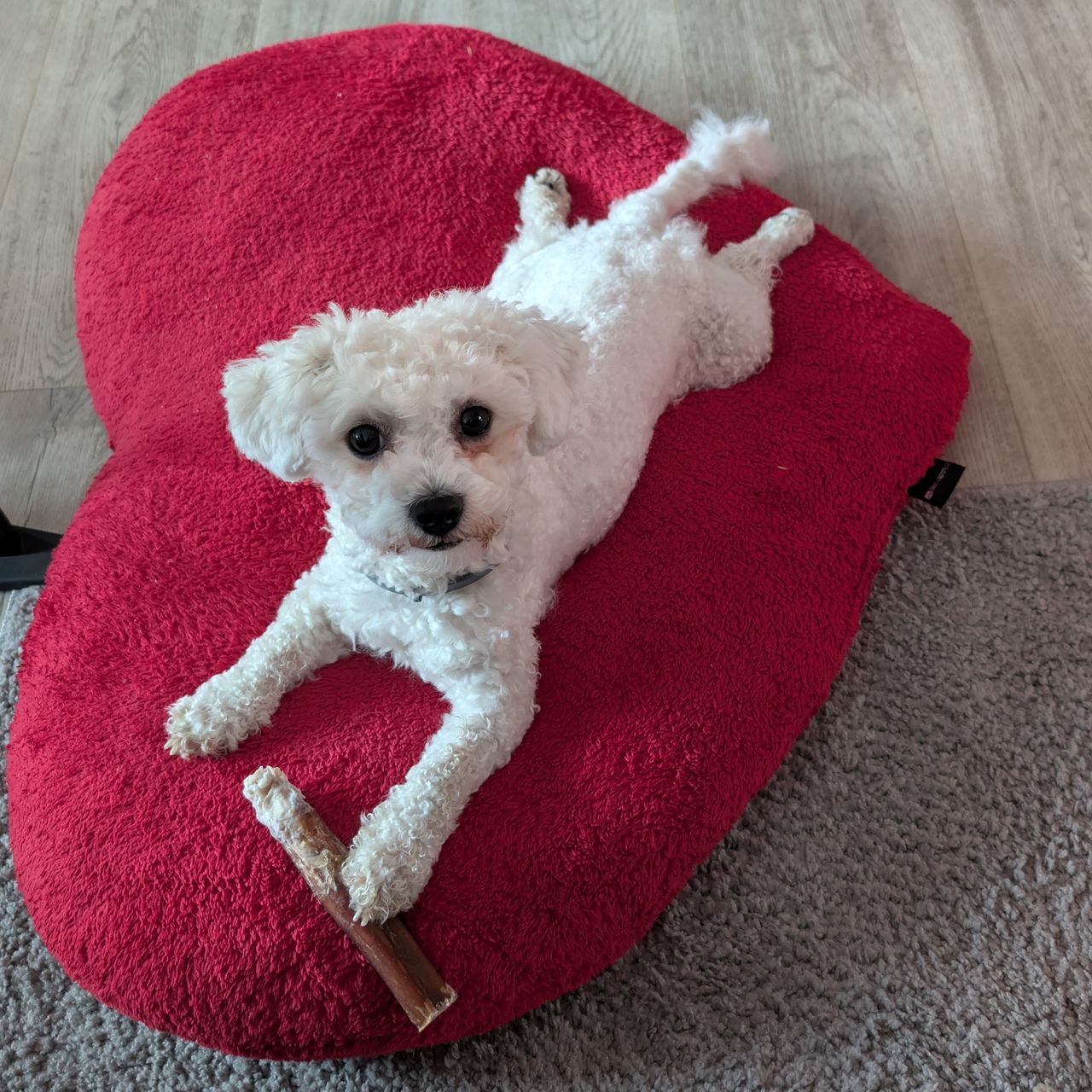 Soutěžní fotografie - Pepper,  Bišonek