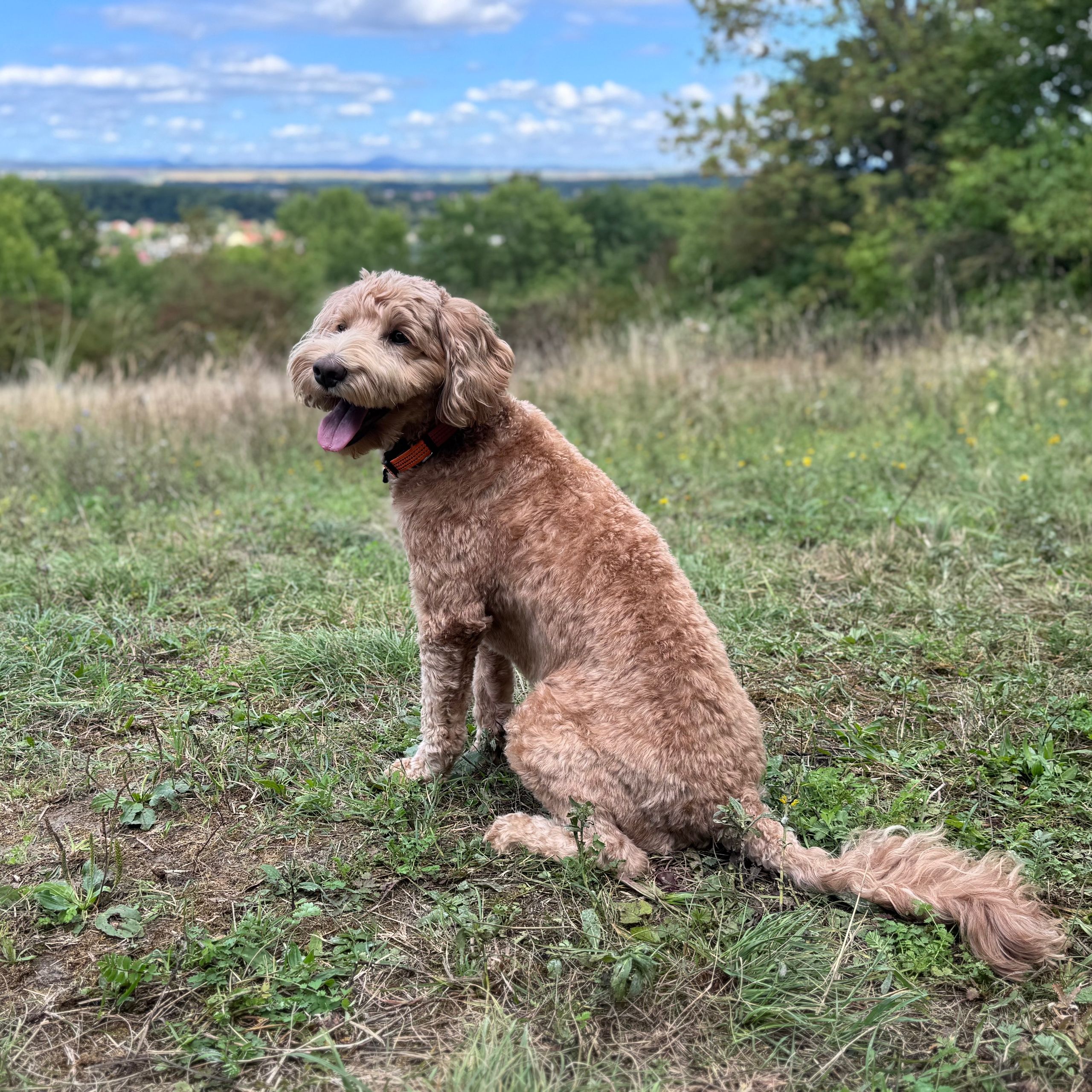Soutěžní fotografie - Borůvka,  Labradorský retriever