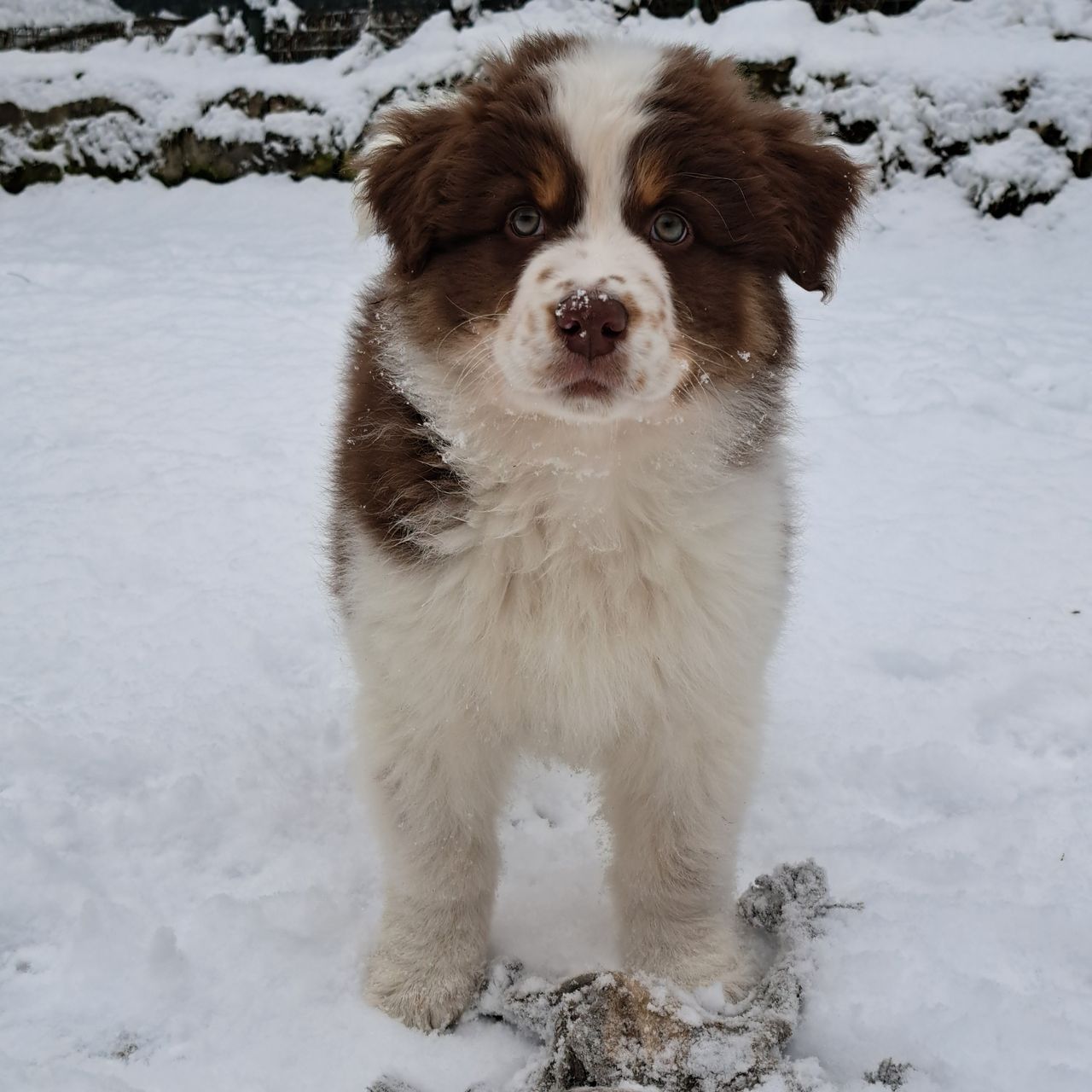 Soutěžní fotografie - Archie,  Australský ovčák