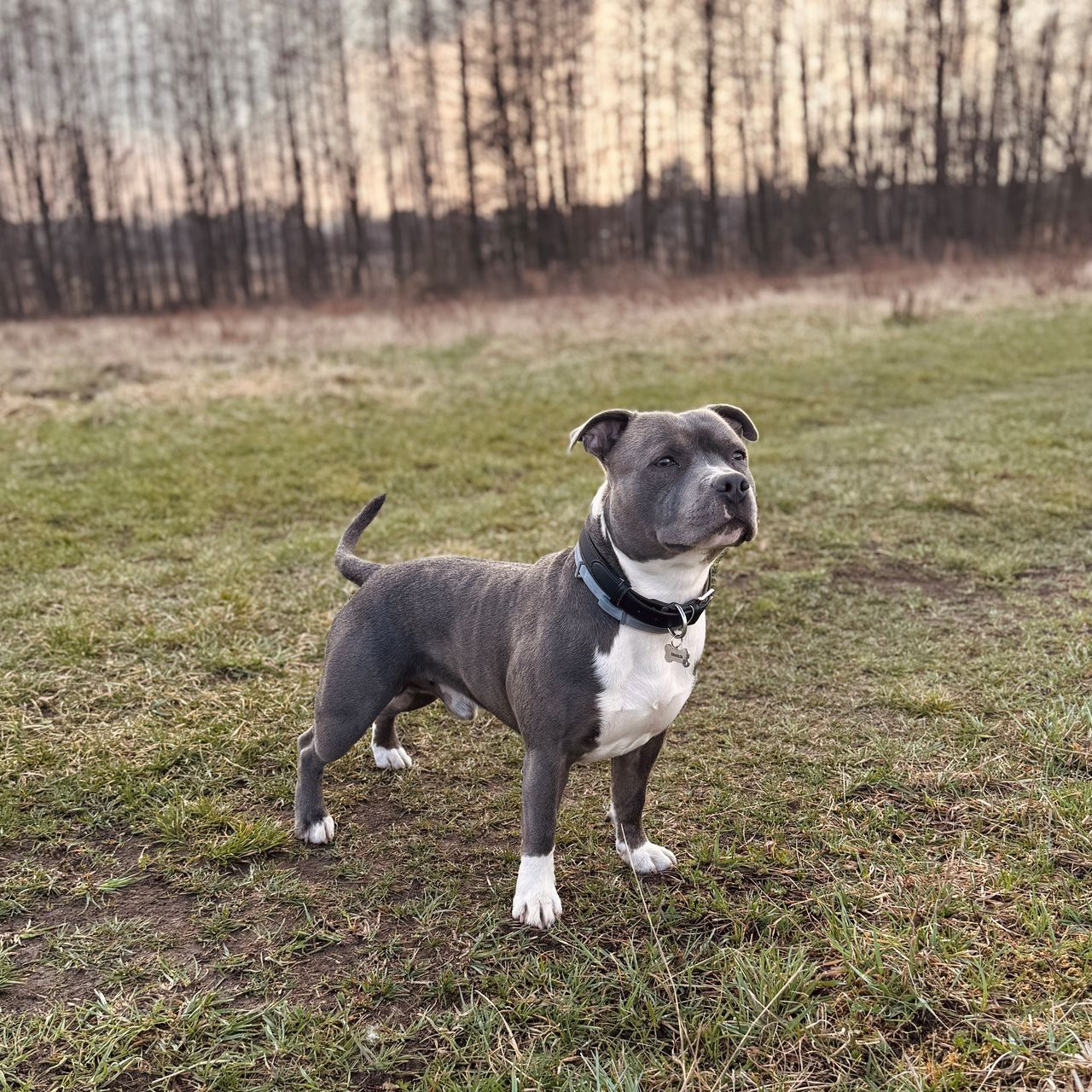 Soutěžní fotografie - Charlie,  Stafordšírský bullterier