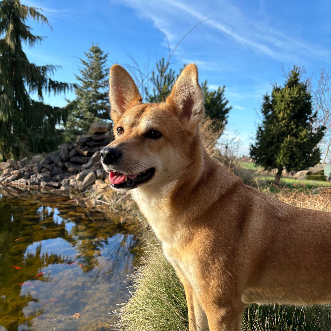 Soutěžní fotografie - Chilli,  Korejský Jindo Dog