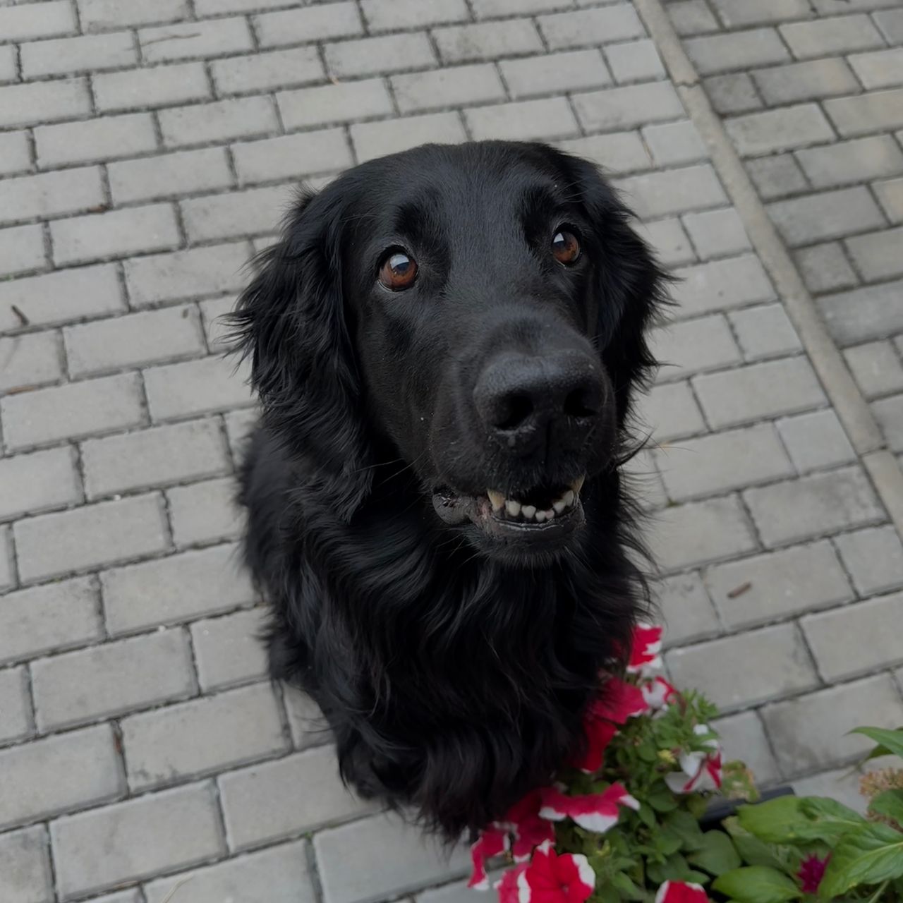 Soutěžní fotografie - Dexter,  Flat Coated Retriever