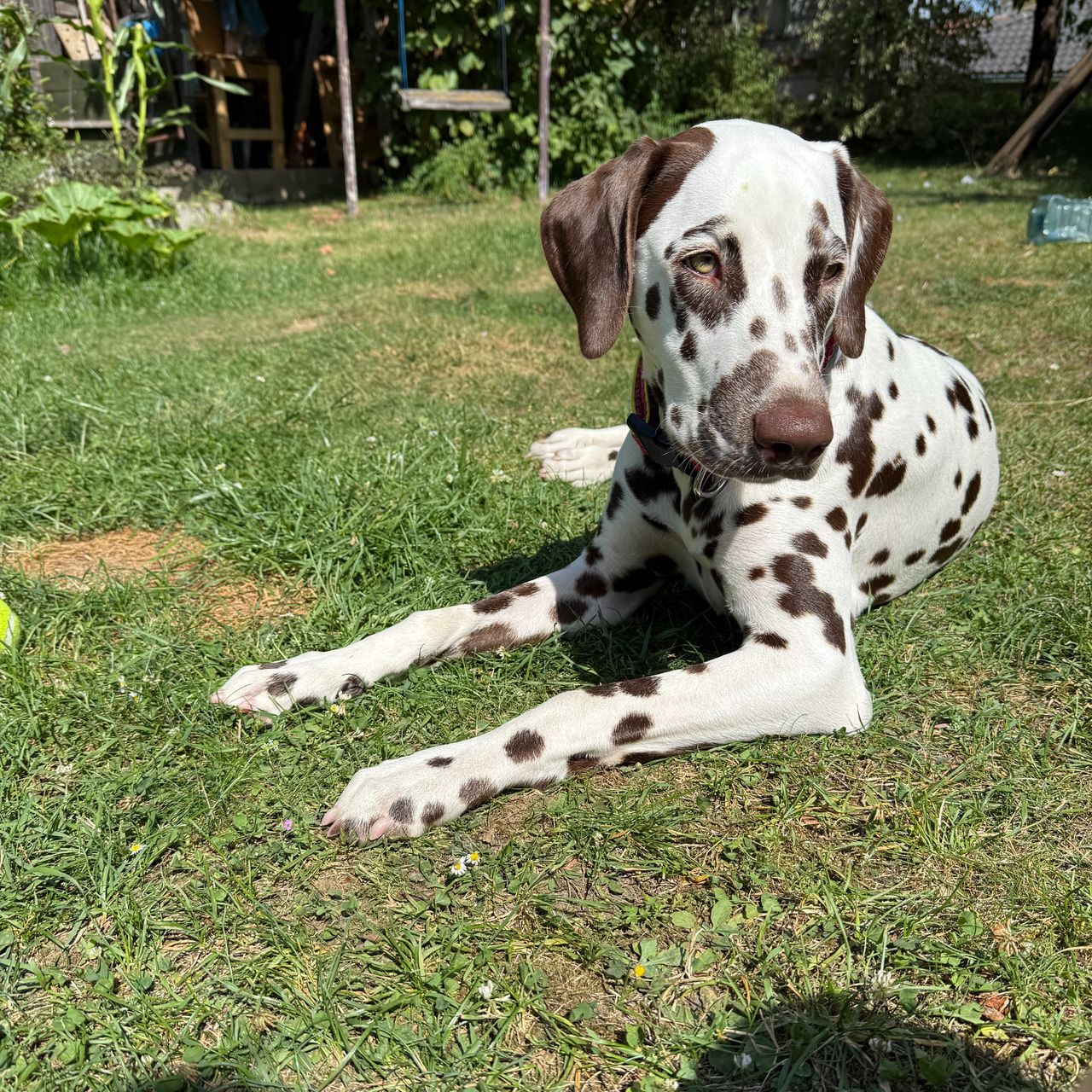 Soutěžní fotografie - Aida,  Dalmatin