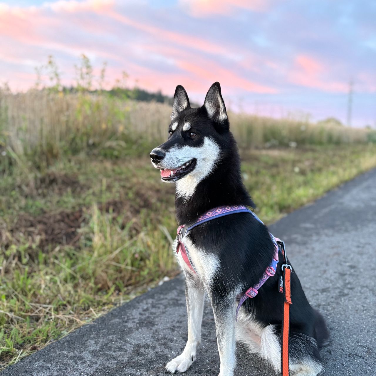 Soutěžní fotografie - Aki,  Sibiřský husky