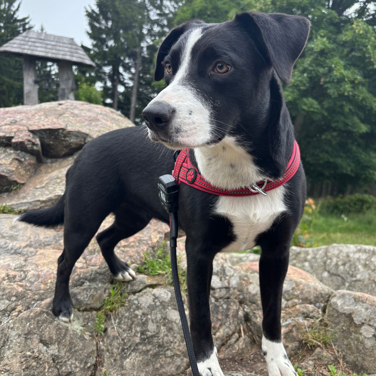 Soutěžní fotografie - Trixie,  Ostatní