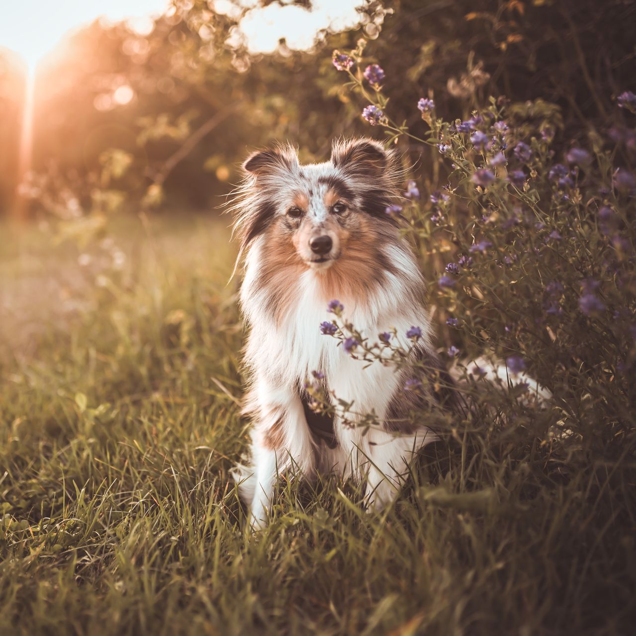 Soutěžní fotografie - Sushi,  Sheltie