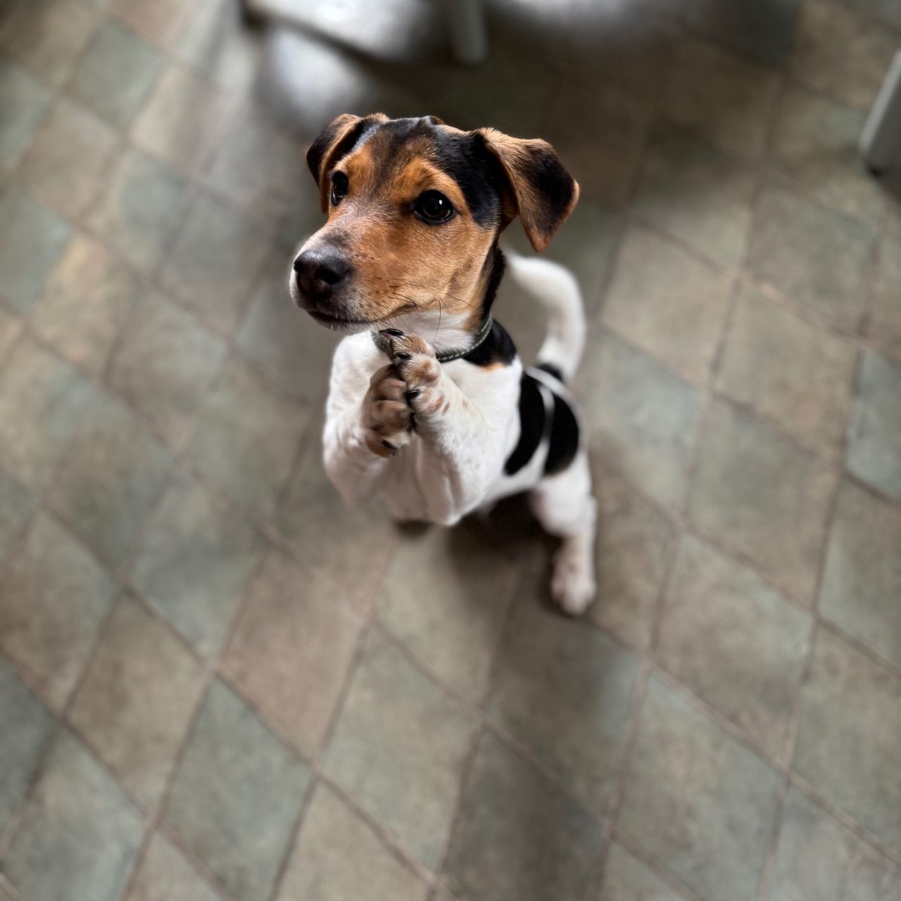 Soutěžní fotografie - Chase,  Jack Russell Teriér