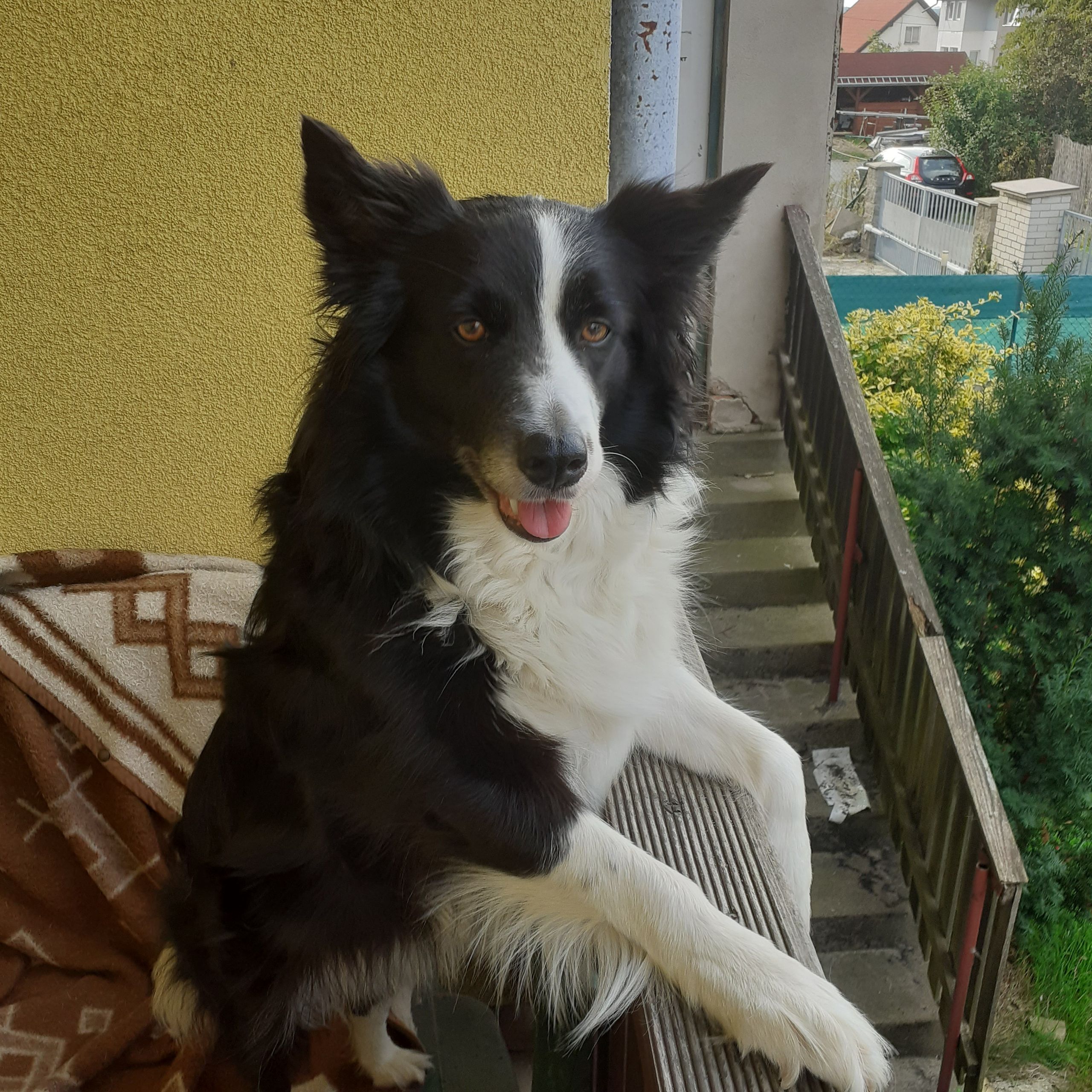 Soutěžní fotografie - Candy,  Border kolie
