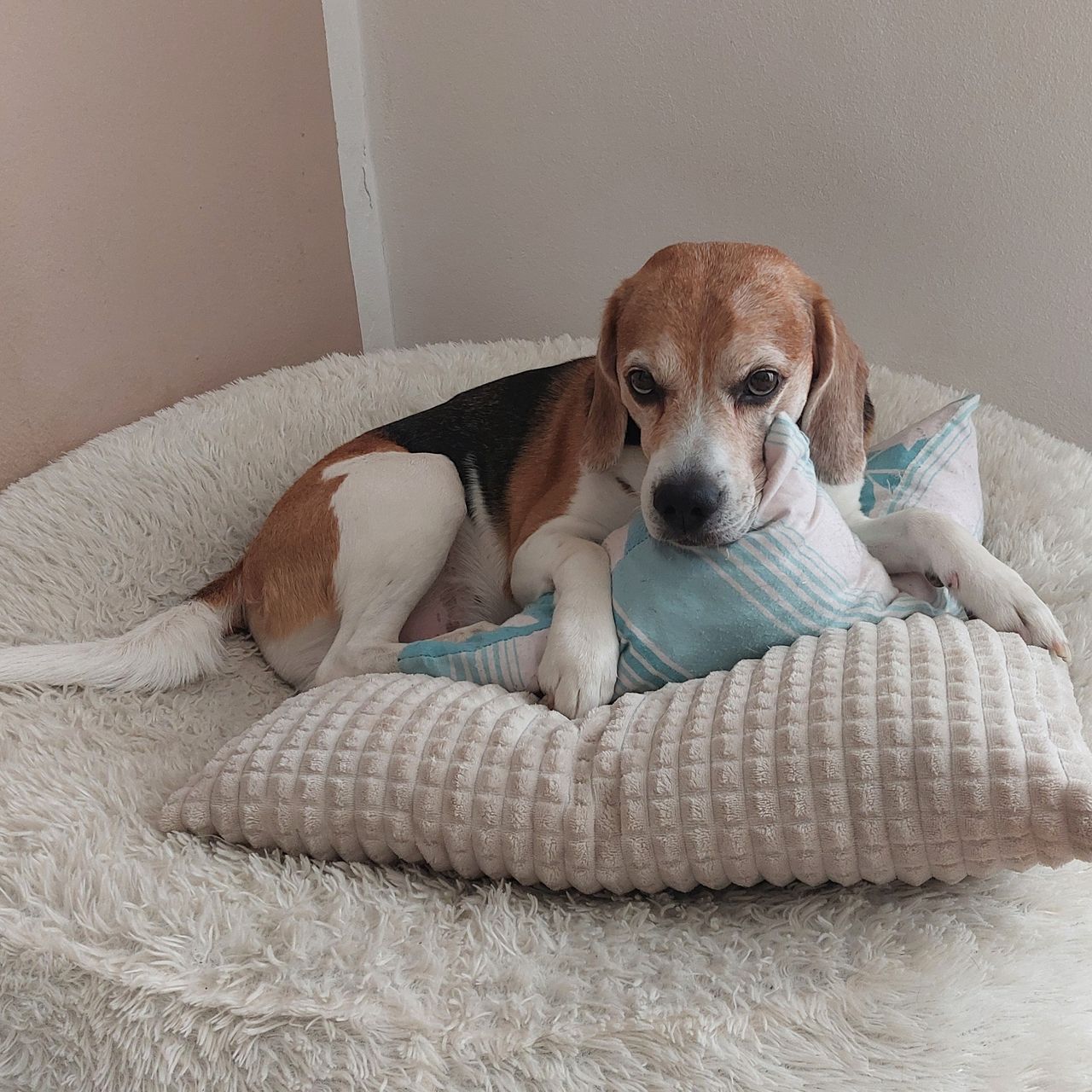 Soutěžní fotografie - Sam,  Beagle