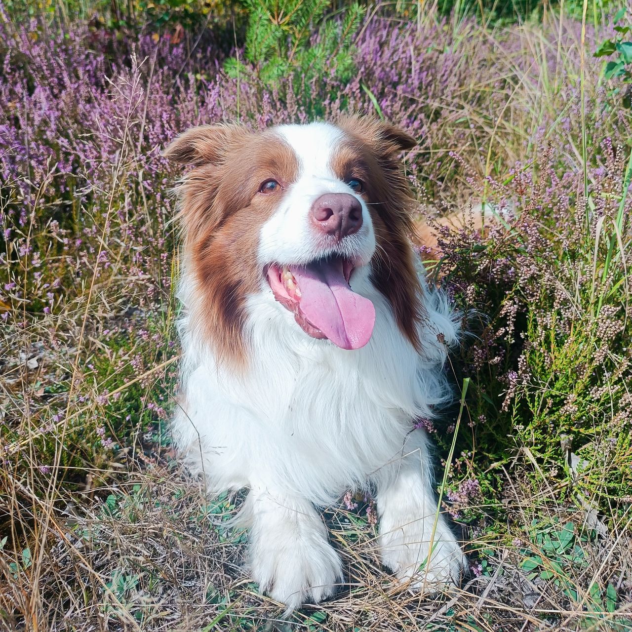 Soutěžní fotografie - Shaggy,  Border kolie