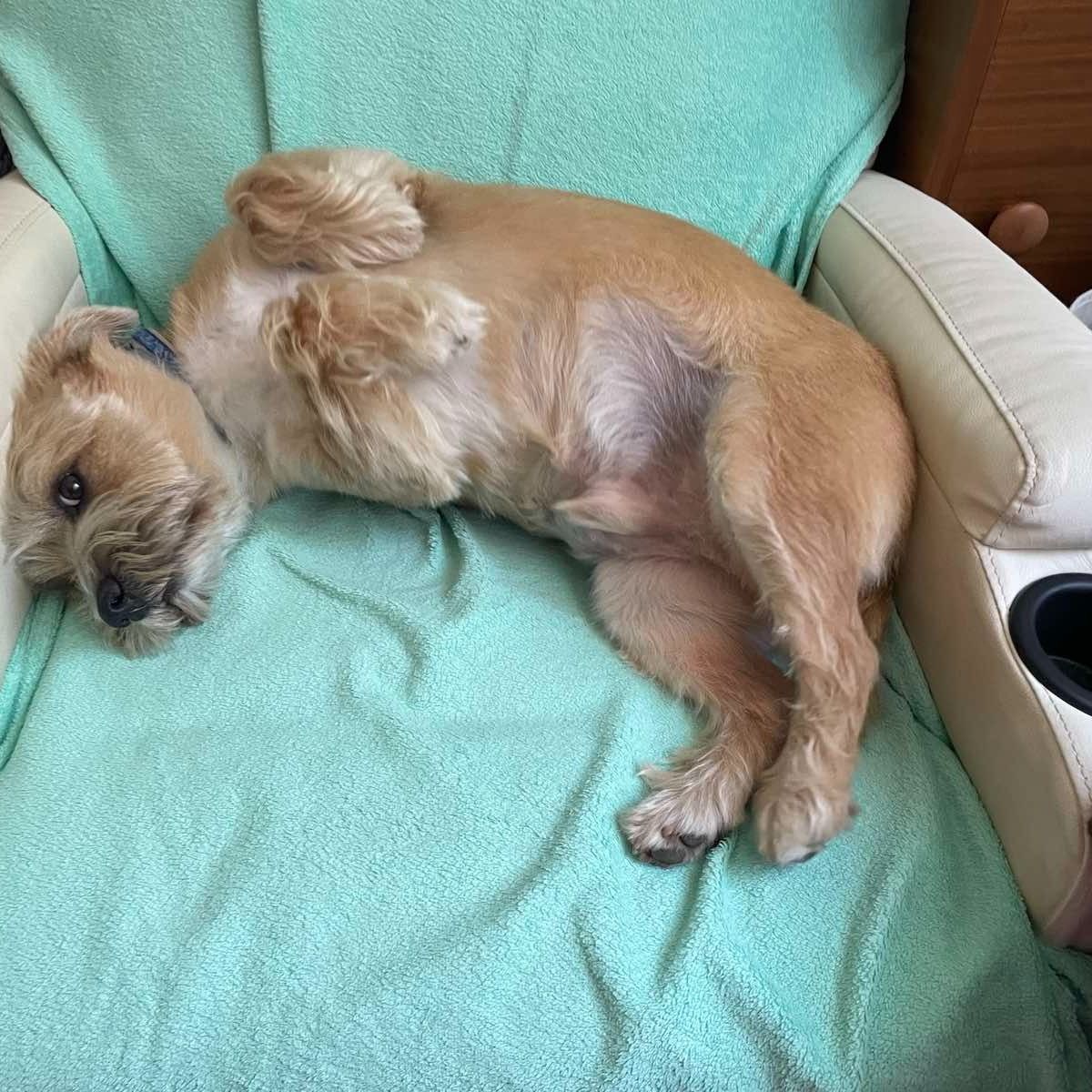 Soutěžní fotografie - Fido,  Ostatní