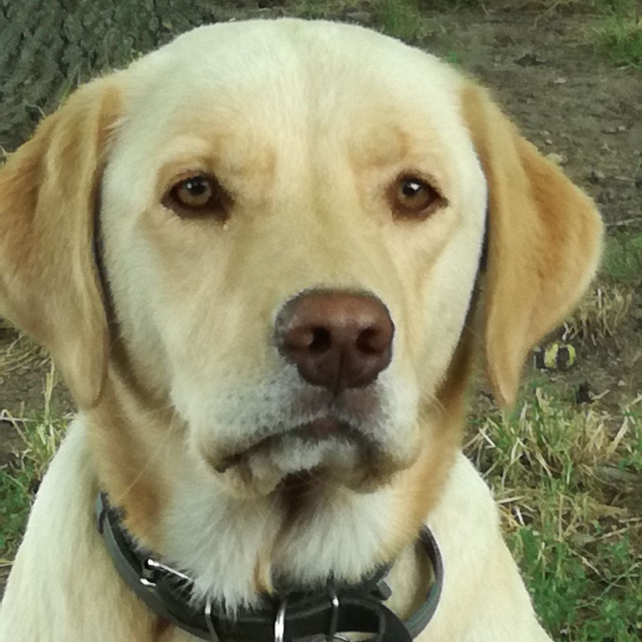 Soutěžní fotografie - Nelly,  Labradorský retriever