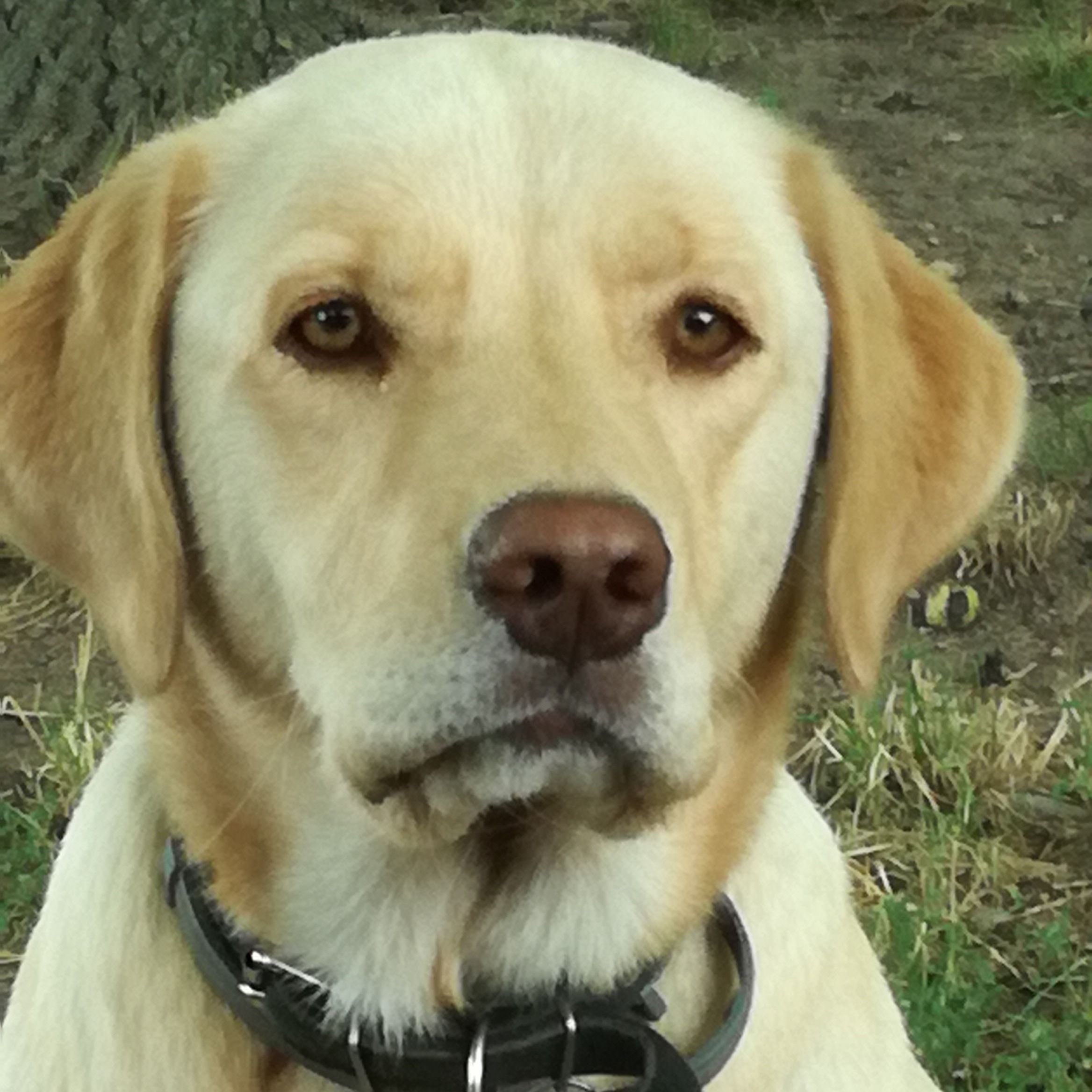 Soutěžní fotografie - Nelly,  Labradorský retriever