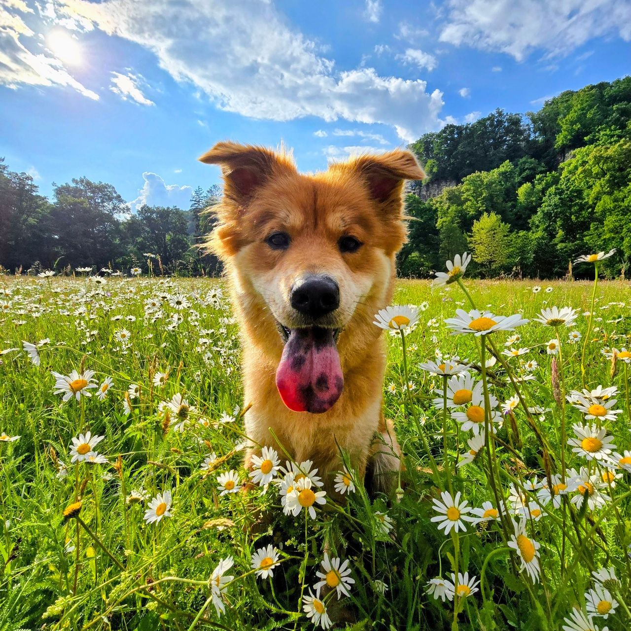 Soutěžní fotografie - Nyxie,  Ostatní