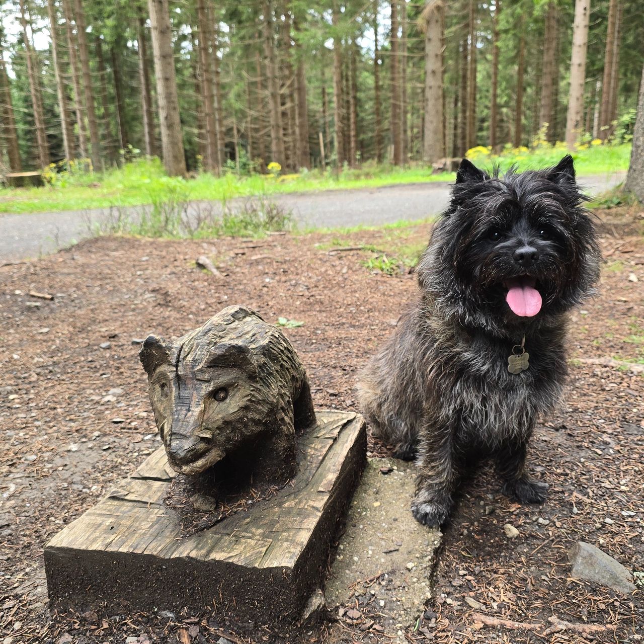 Soutěžní fotografie - Eda,  Cairn Terier