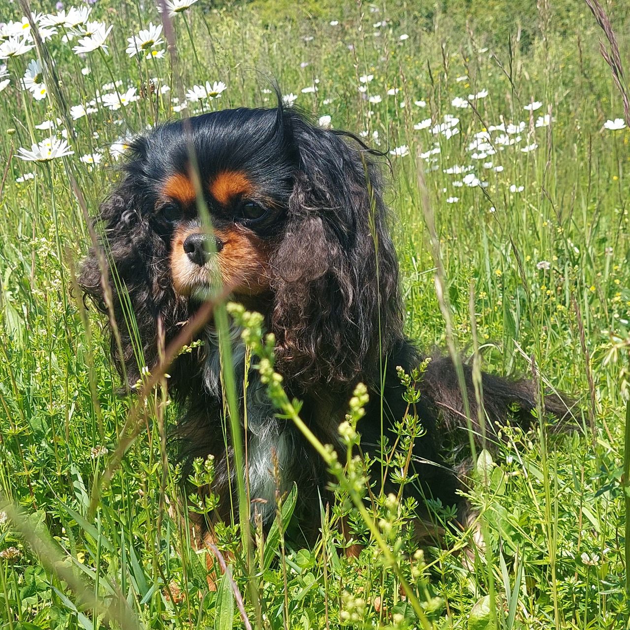 Soutěžní fotografie - Cooper,  Kavalír King Charles španěl