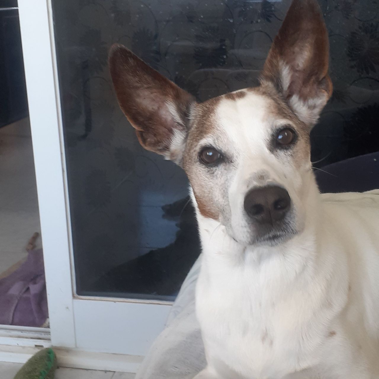Soutěžní fotografie - Ari,  Španělský galgo