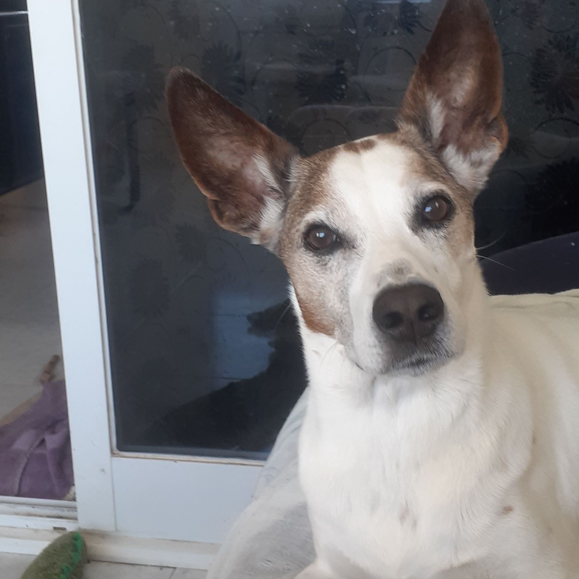 Soutěžní fotografie - Ari,  Španělský galgo