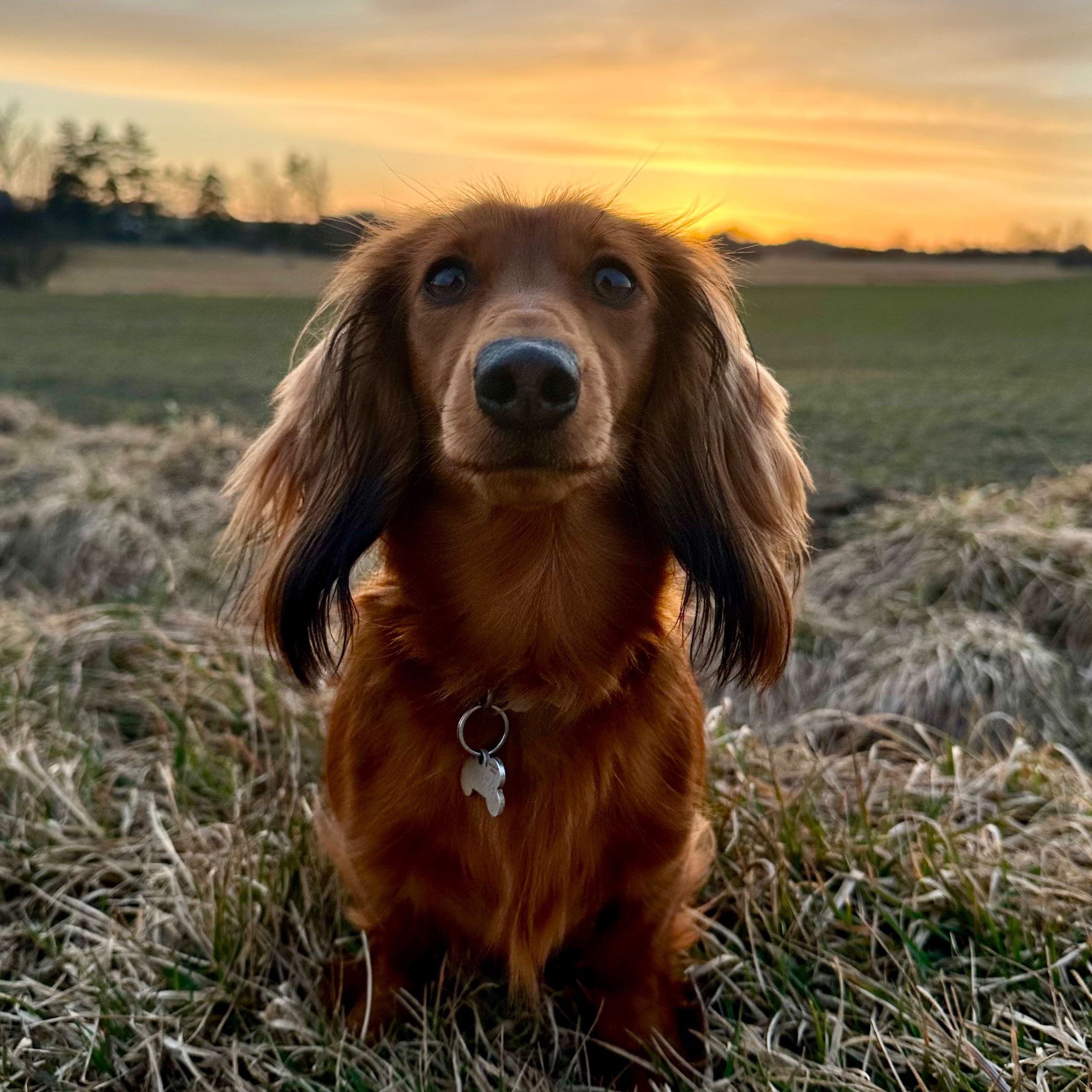 Soutěžní fotografie - Tonda,  Jezevčík
