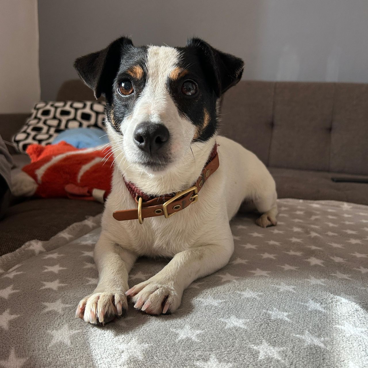 Soutěžní fotografie - Happy,  Jack Russell Teriér