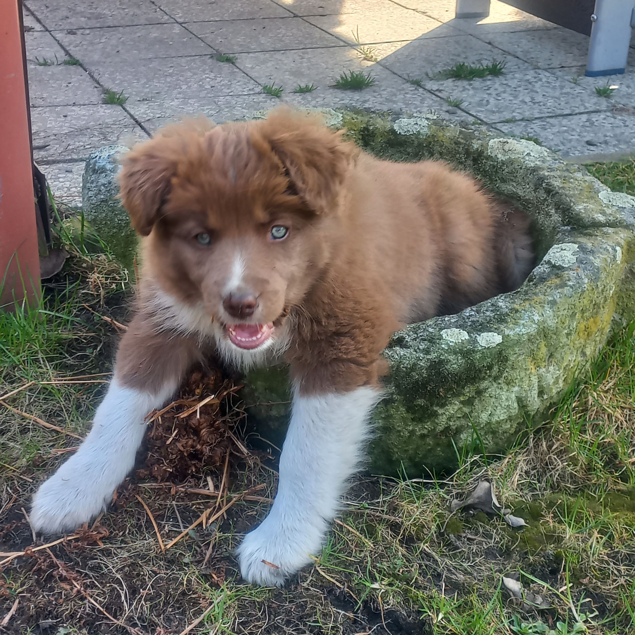 Soutěžní fotografie - Marley,  Border kolie