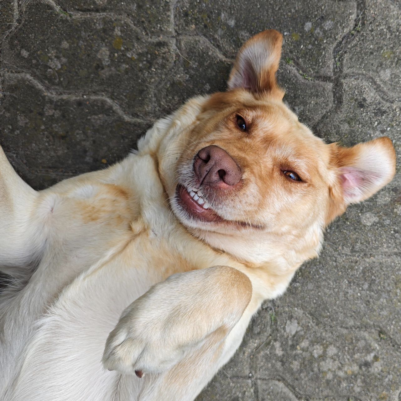 Soutěžní fotografie - Hestia,  Labradorský retriever
