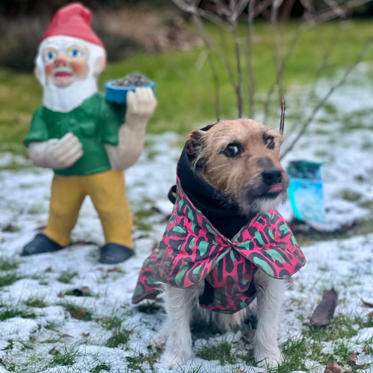 Soutěžní fotografie - Aresek,  Jack Russell Teriér