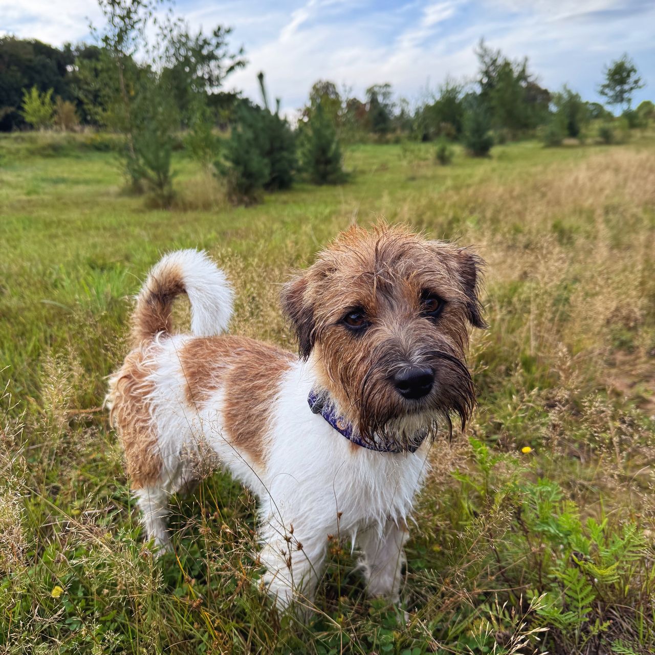 Soutěžní fotografie - Larry,  Jack Russell Teriér