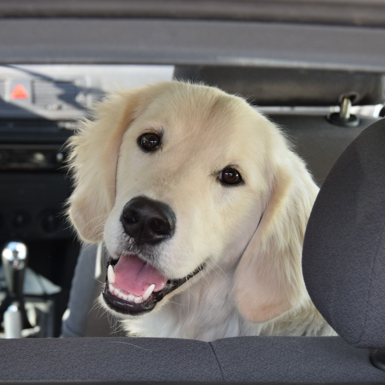 Soutěžní fotografie - Enzo,  Zlatý retriever
