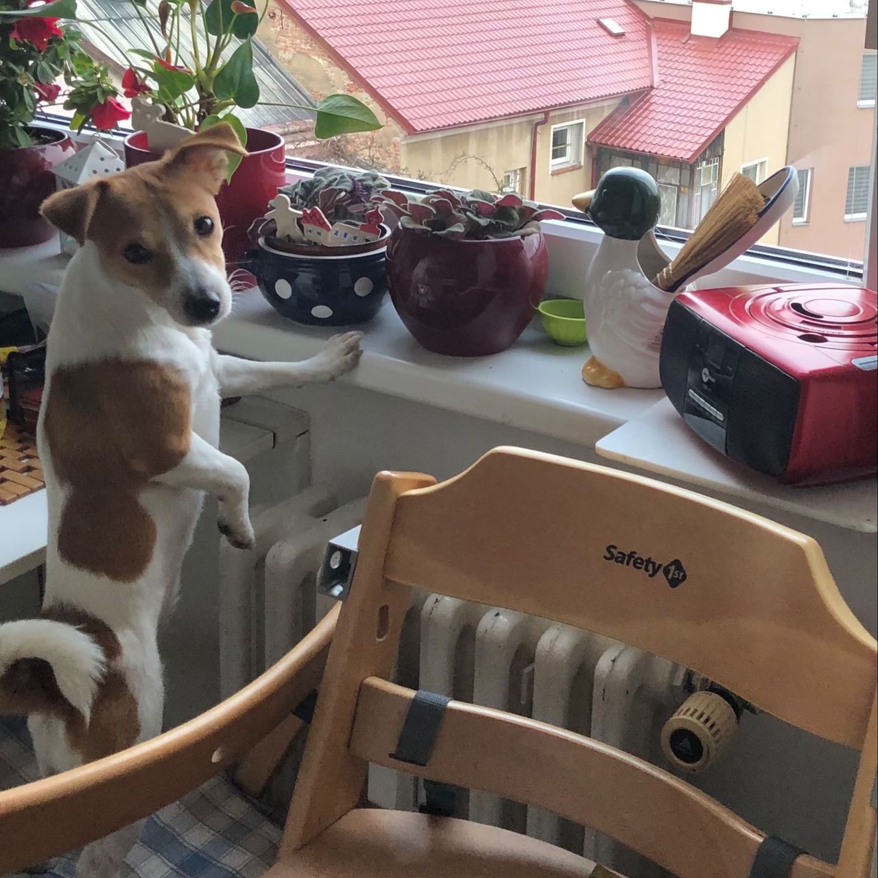 Soutěžní fotografie - Daisy,  Jack Russell Teriér