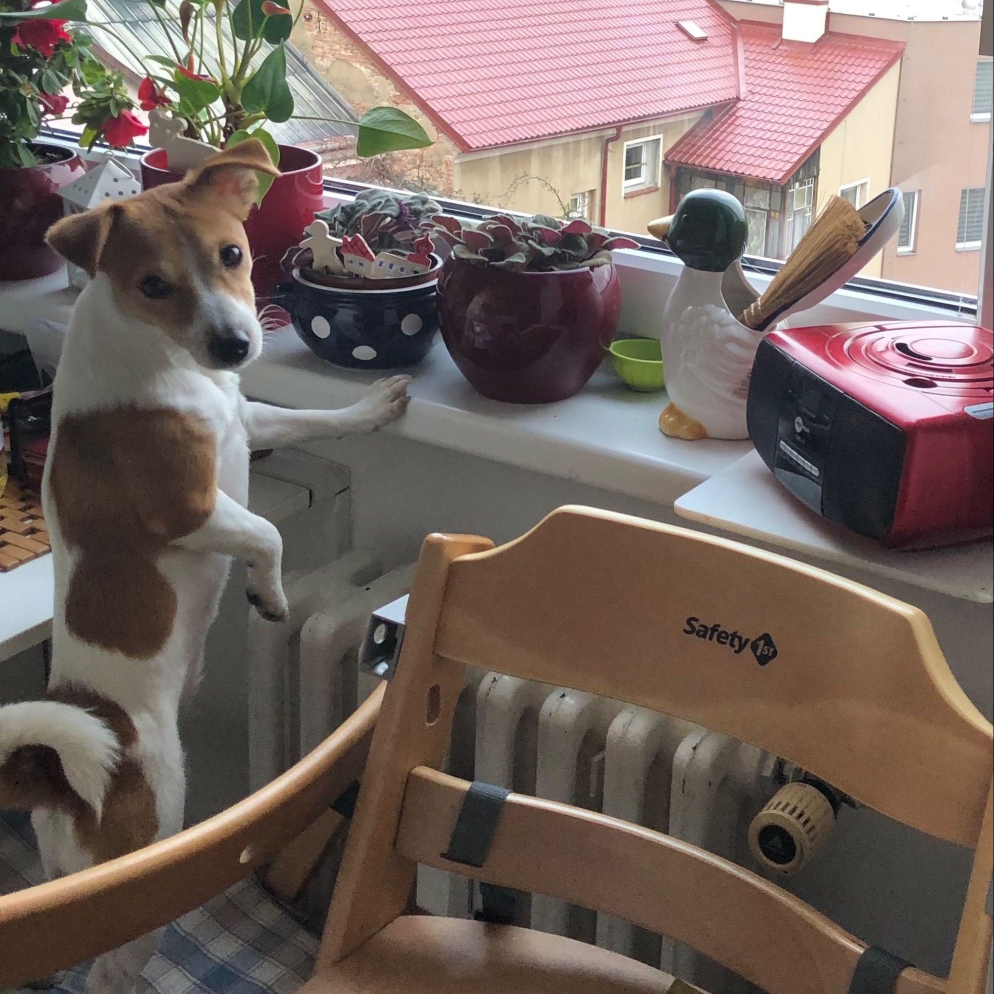 Soutěžní fotografie - Daisy,  Jack Russell Teriér
