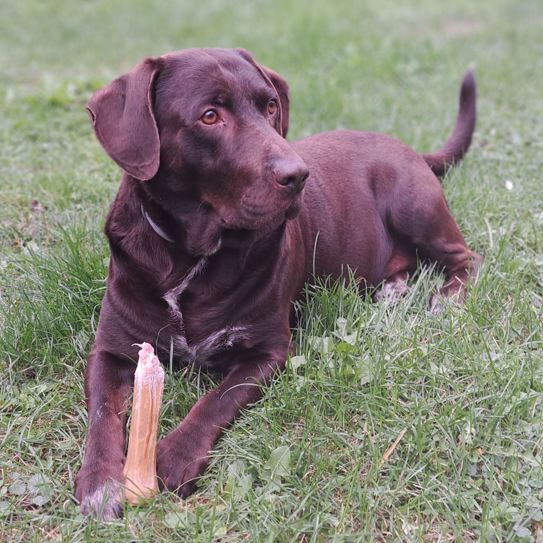Soutěžní fotografie - Bad,  Labradorský retriever