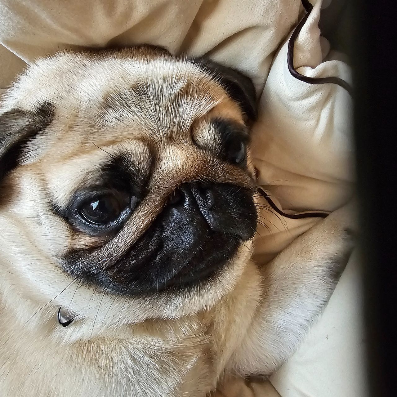 Soutěžní fotografie - Andulka,  Mops