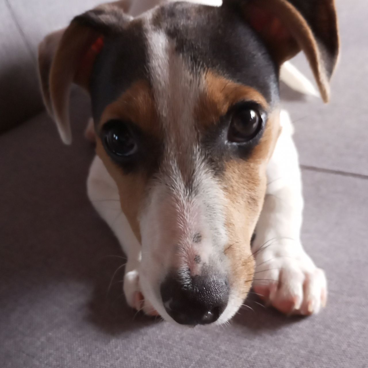 Soutěžní fotografie - Cherry,  Jack Russell Teriér