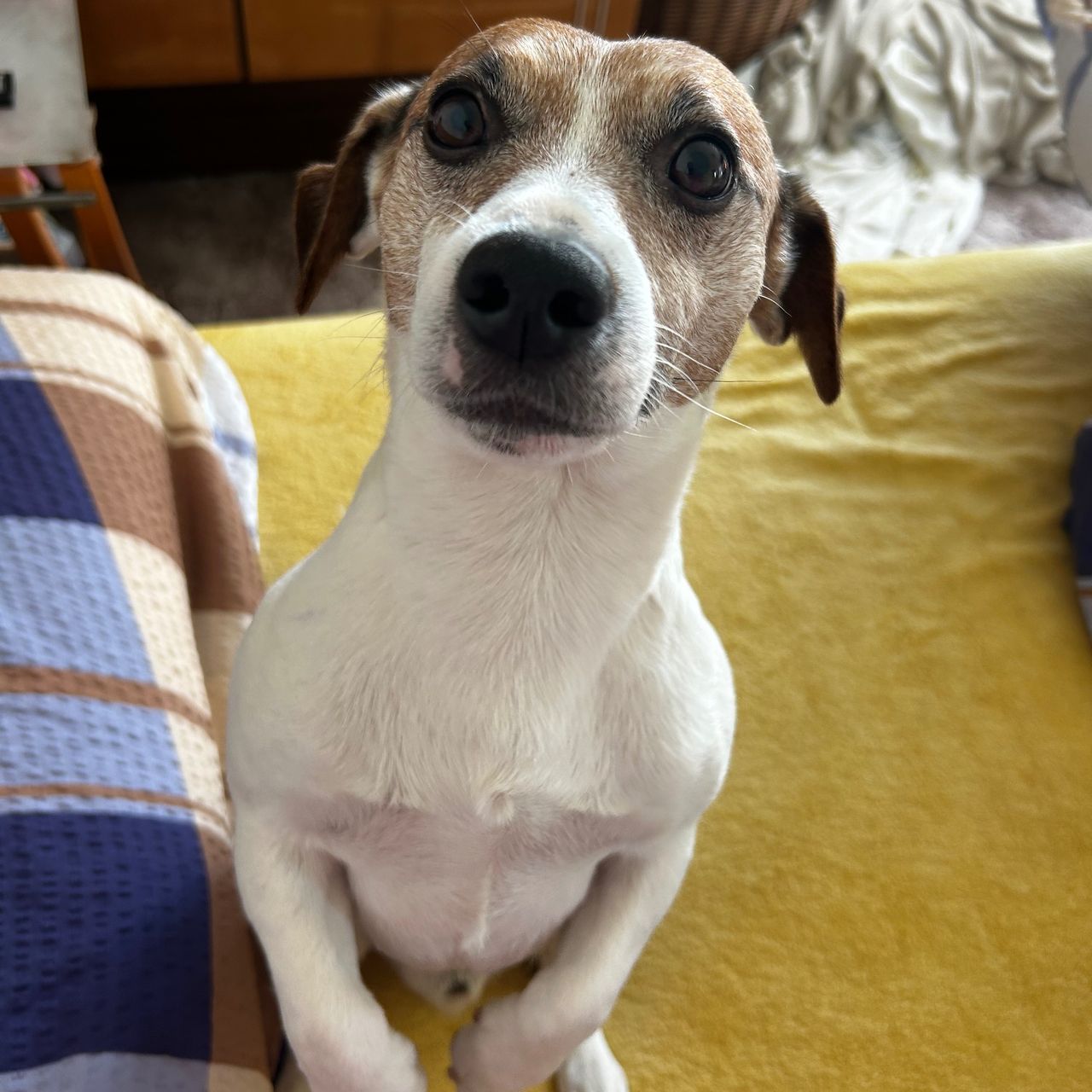 Soutěžní fotografie - Čenda,  Jack Russell Teriér