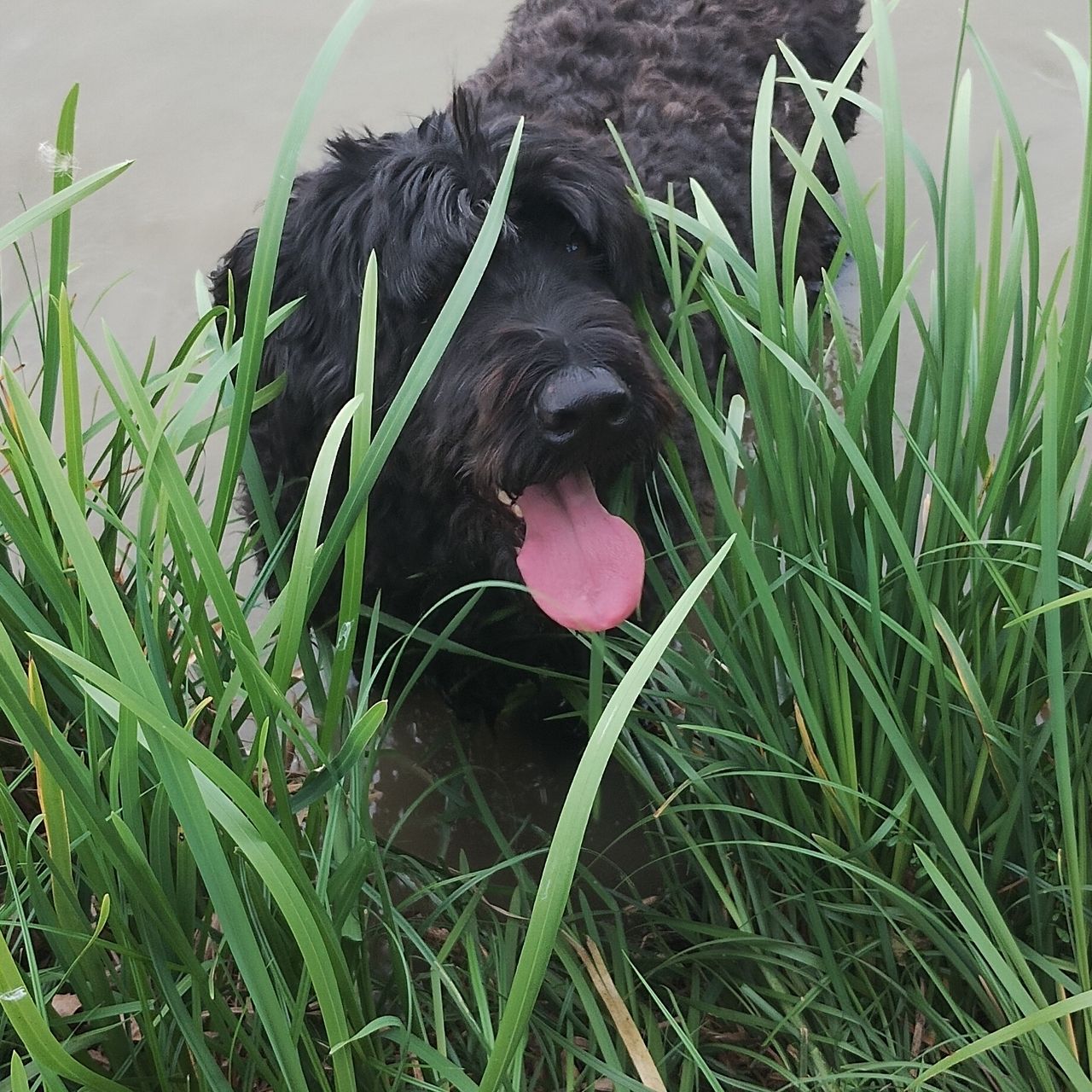 Soutěžní fotografie - Thor,  Briard