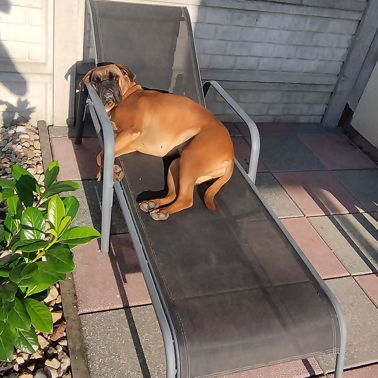 Soutěžní fotografie - Abby,  Německý boxer