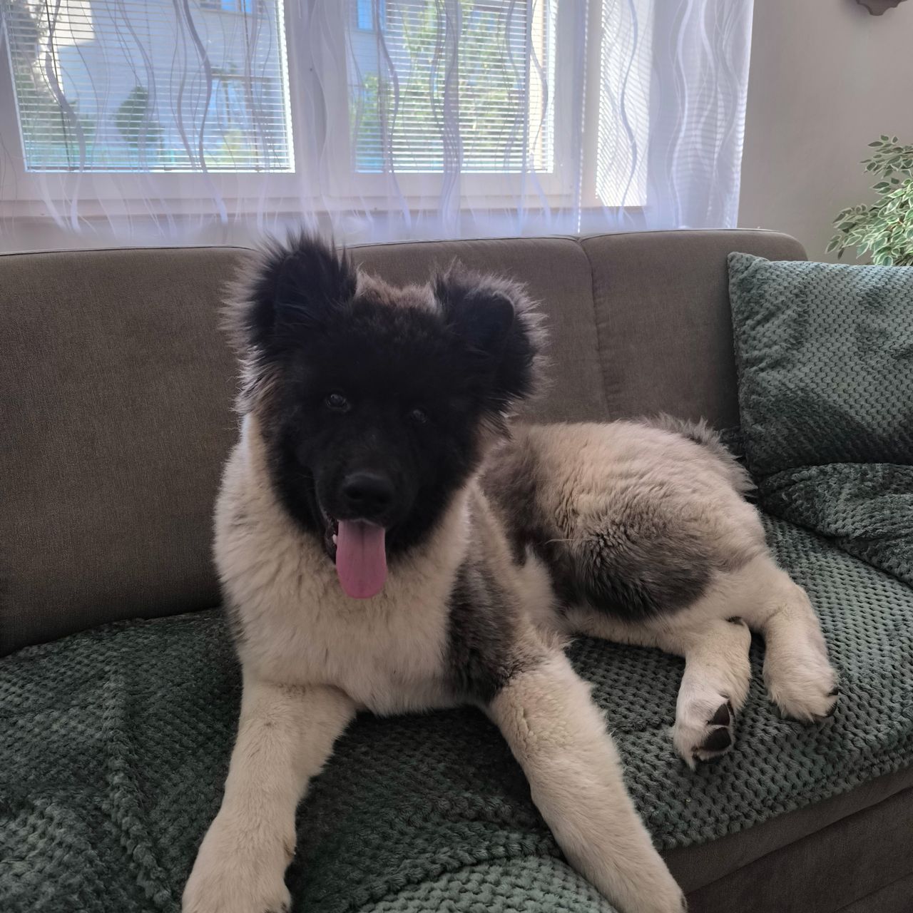 Soutěžní fotografie - Leila,  Americká akita